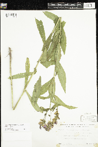 Physostegia virginiana image