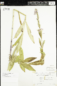 Physostegia virginiana image