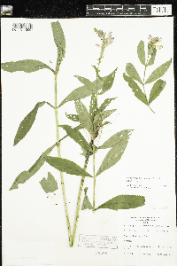 Physostegia virginiana image
