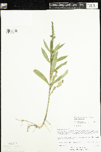 Physostegia virginiana image