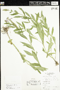 Physostegia virginiana image