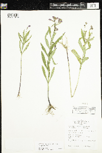 Physostegia virginiana image