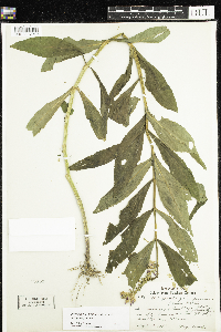 Physostegia virginiana image