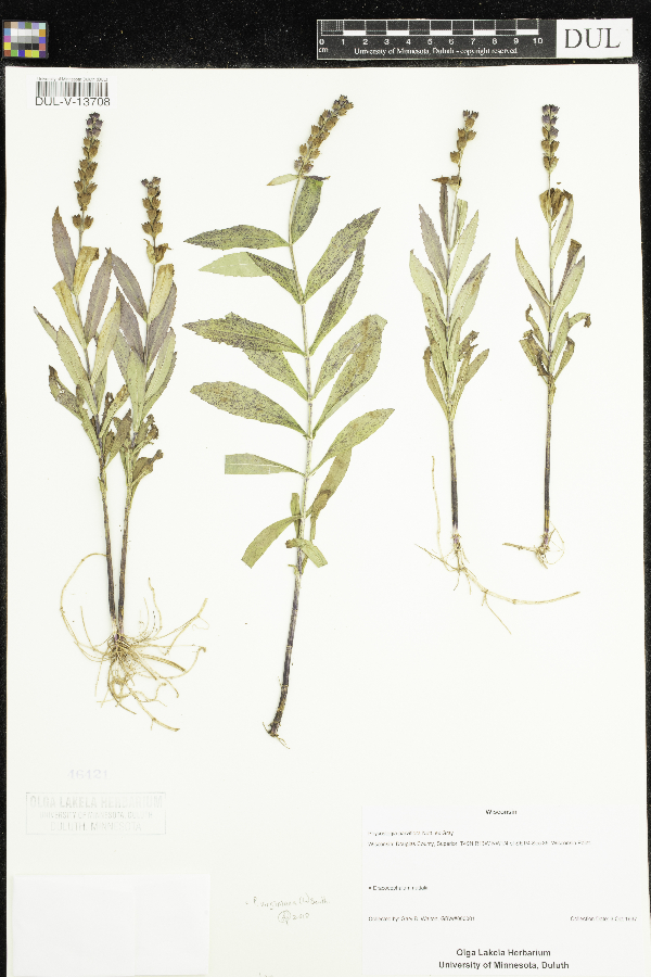 Physostegia parviflora image