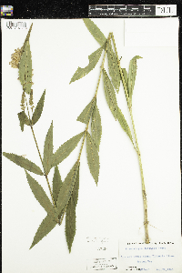 Physostegia virginiana image