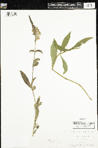 Physostegia virginiana image