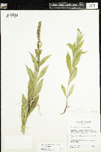 Physostegia virginiana image
