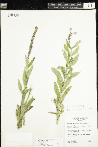 Physostegia virginiana image