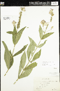 Physostegia virginiana image