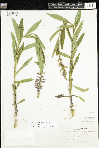 Physostegia virginiana image