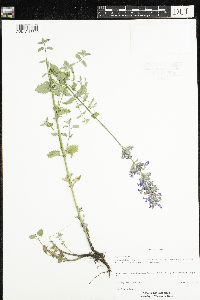 Nepeta racemosa image