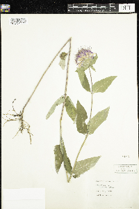 Image of Monarda ramaleyi