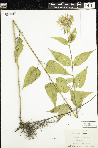 Image of Monarda clinopodia