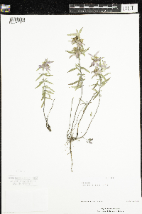 Image of Monarda punctata