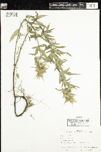 Monarda punctata image