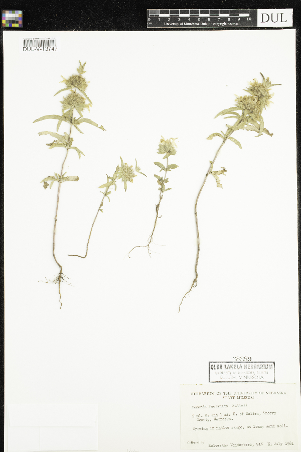 Monarda pectinata image