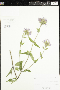 Monarda fistulosa image