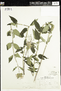 Media resource of Monarda mollis