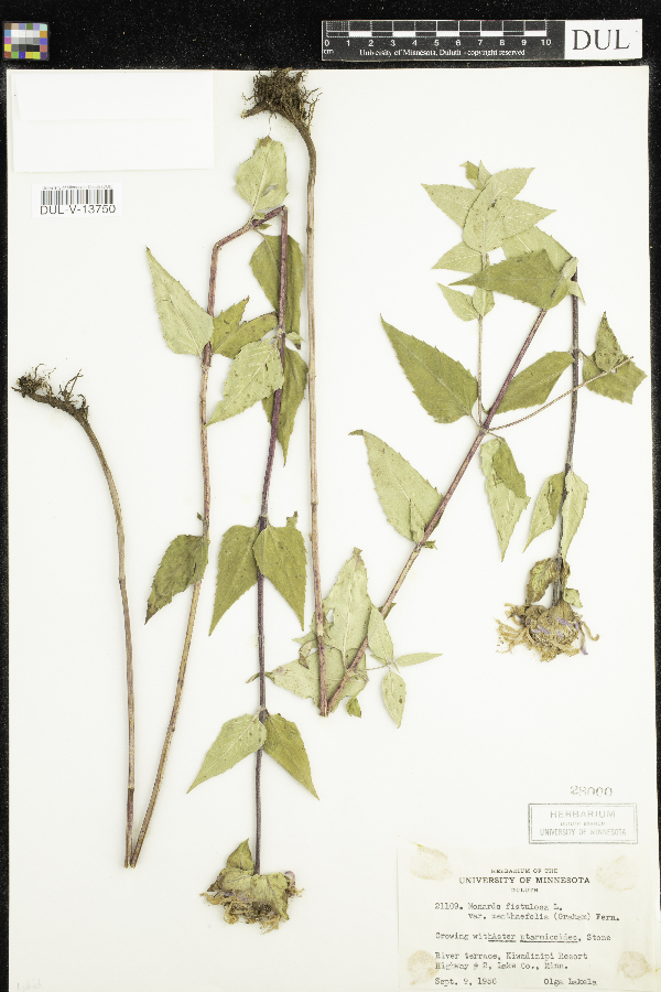 Monarda fistulosa var. menthifolia image