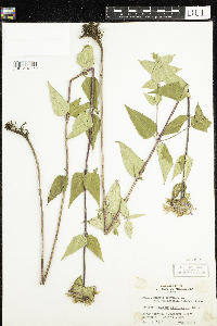 Monarda fistulosa image