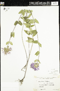 Media resource of Monarda fistulosa