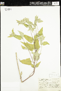 Monarda fistulosa image