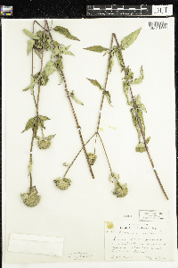 Image of Monarda mollis