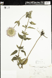 Monarda fistulosa image