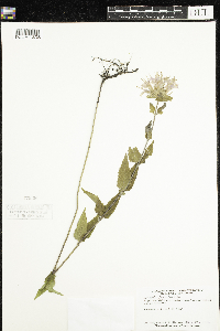 Monarda fistulosa image