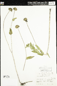 Monarda fistulosa image