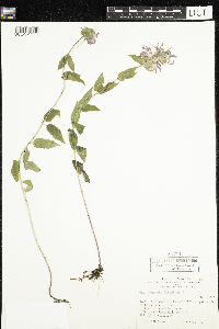 Monarda fistulosa image