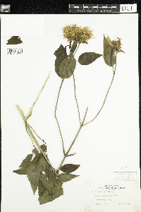 Monarda fistulosa image