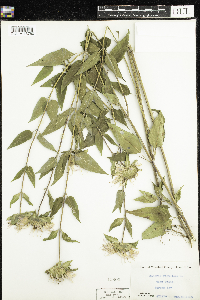 Monarda fistulosa image