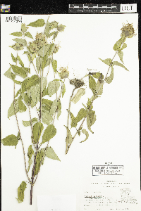 Monarda fistulosa image