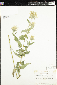 Monarda fistulosa image