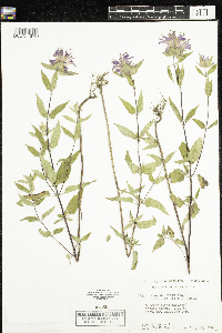 Monarda fistulosa image