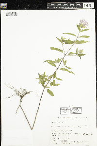Monarda fistulosa image