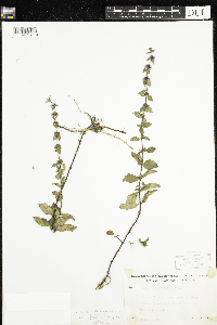 Mentha x gracilis image