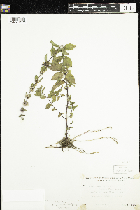 Mentha x gracilis image