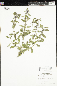 Media resource of Mentha arvensis