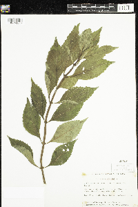 Lycopus virginicus image