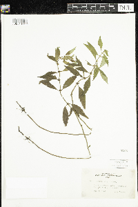 Lycopus virginicus image