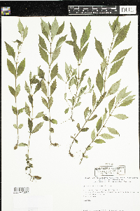Lycopus uniflorus image