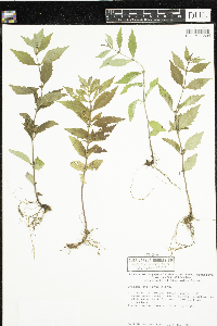 Lycopus uniflorus image