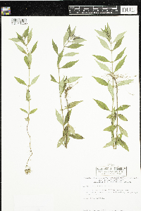 Lycopus uniflorus image