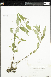 Lycopus uniflorus image