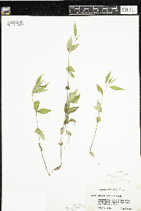 Lycopus uniflorus image