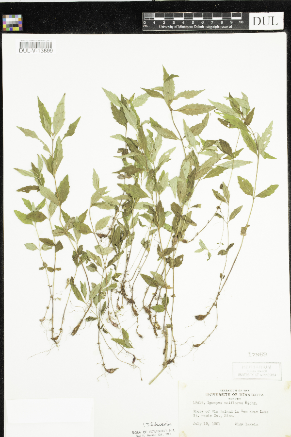 Lycopus image