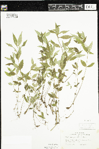 Lycopus uniflorus image