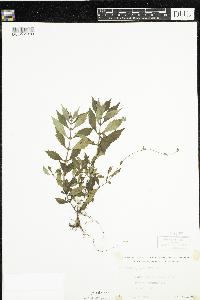 Lycopus uniflorus image